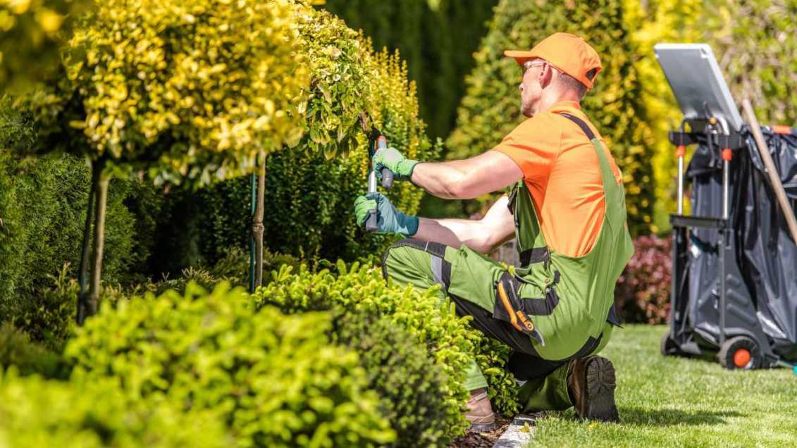 Manutenção de espaços verdes, jardineiro a podar arbustos